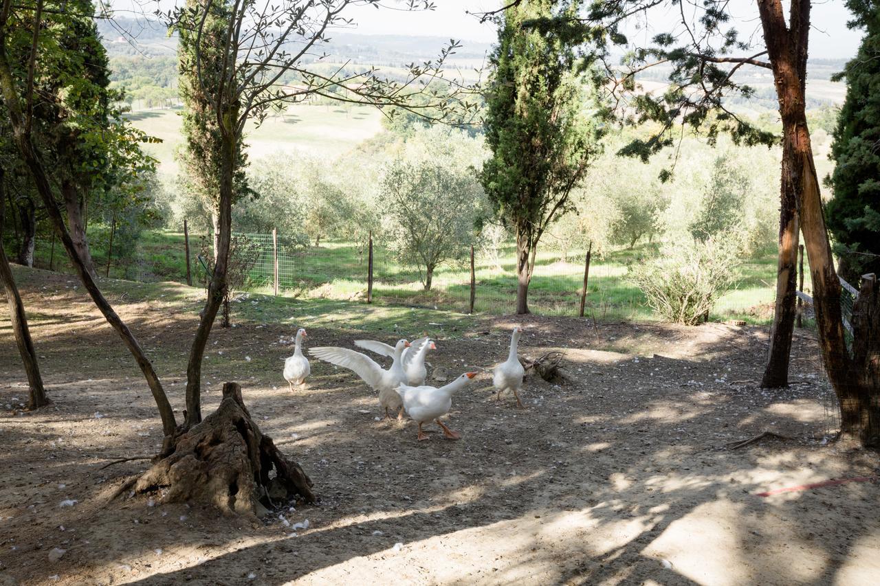 Fattoria Sant'Andrea - Farm Stay San Gimignano Buitenkant foto